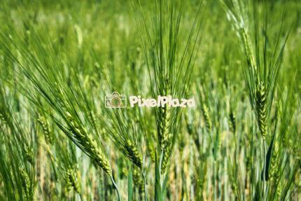 Close-Up of Green Wheat Field in Summer - Fresh Agricultural Landscape